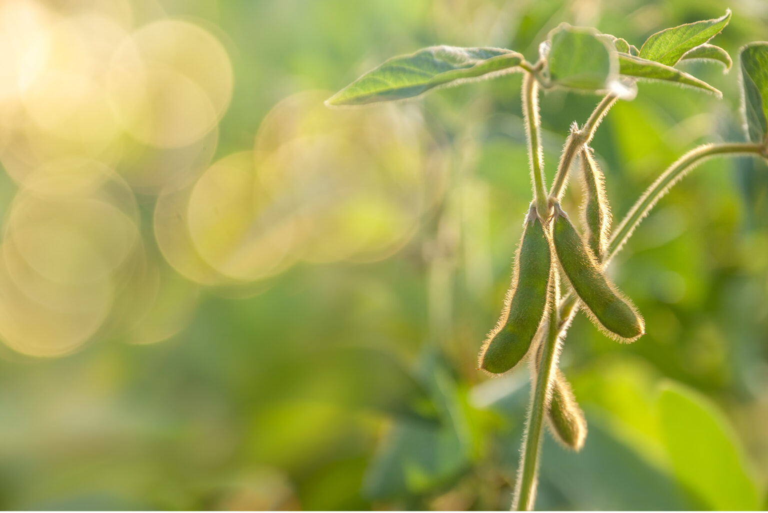 Home - Specialty Soya and Grains Alliance