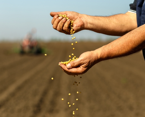 farmer with soybean seed in his hands