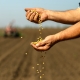 farmer with soybean seed in his hands