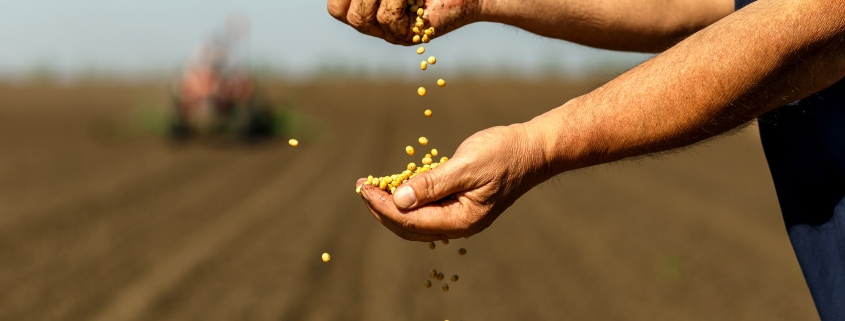 farmer with soybean seed in his hands